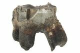 Fossil Woolly Rhino (Coelodonta) Tooth - Siberia #231047-1